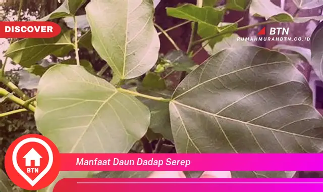 manfaat daun dadap serep