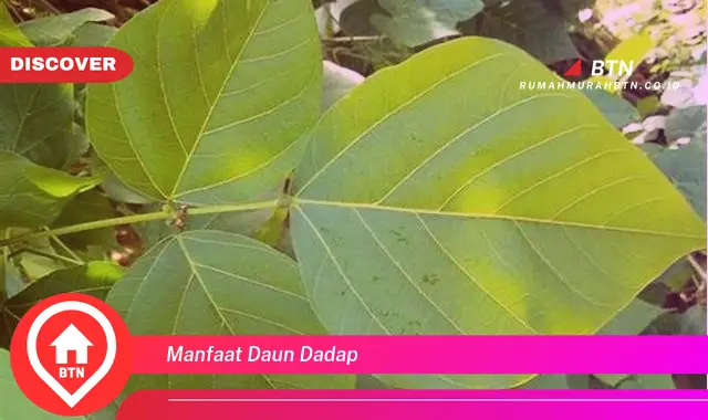 manfaat daun dadap