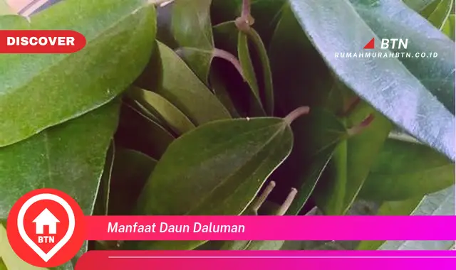 manfaat daun daluman