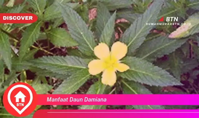 manfaat daun damiana