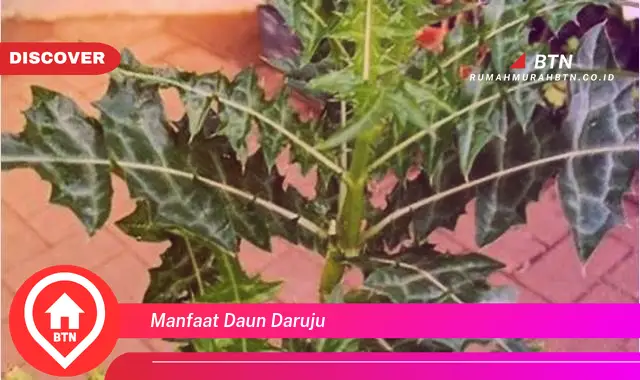 manfaat daun daruju