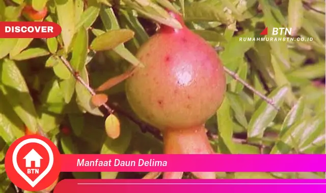 manfaat daun delima