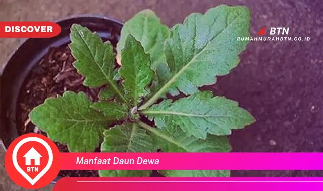 manfaat daun dewa