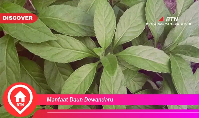 manfaat daun dewandaru