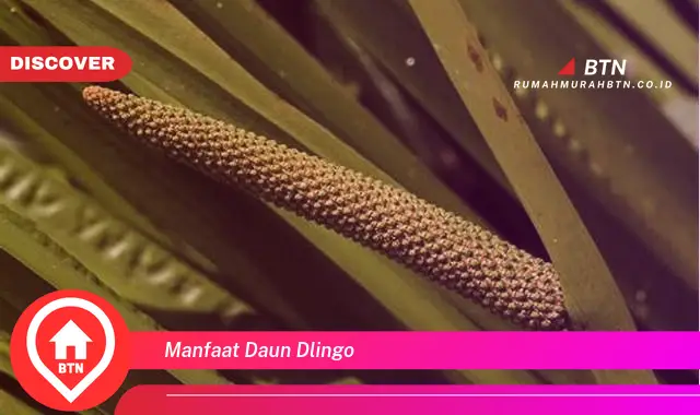 manfaat daun dlingo