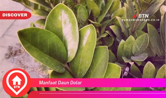 manfaat daun dolar