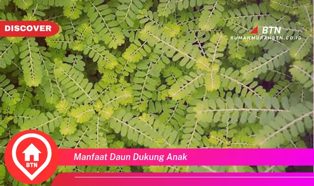 manfaat daun dukung anak