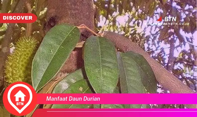 manfaat daun durian