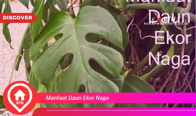 manfaat daun ekor naga