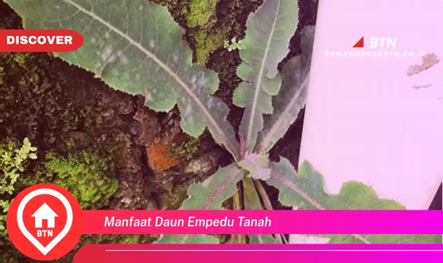 manfaat daun empedu tanah