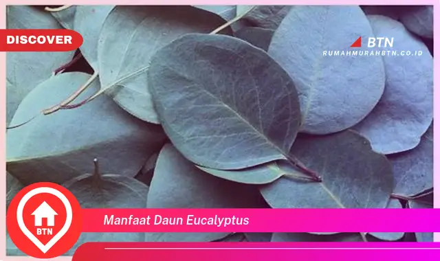 manfaat daun eucalyptus