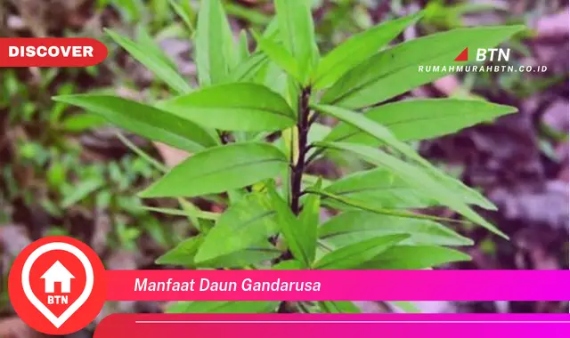 manfaat daun gandarusa