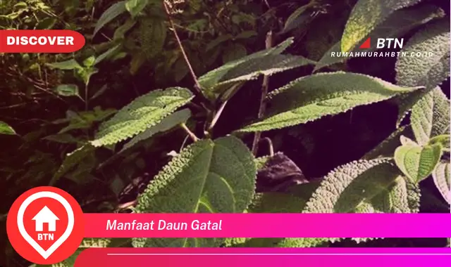 manfaat daun gatal