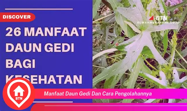 manfaat daun gedi dan cara pengolahannya