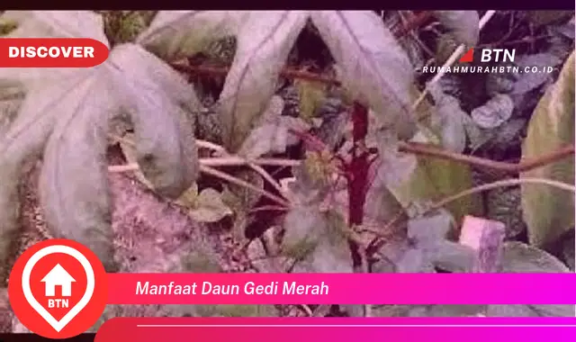 manfaat daun gedi merah