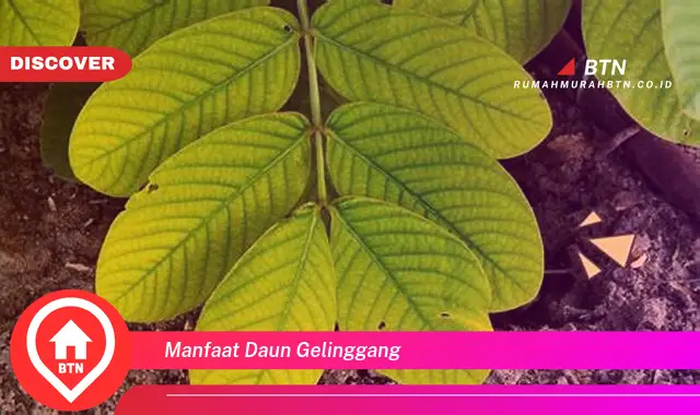 manfaat daun gelinggang