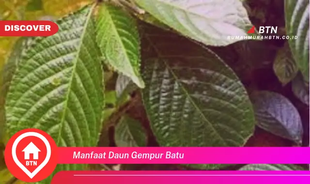 manfaat daun gempur batu