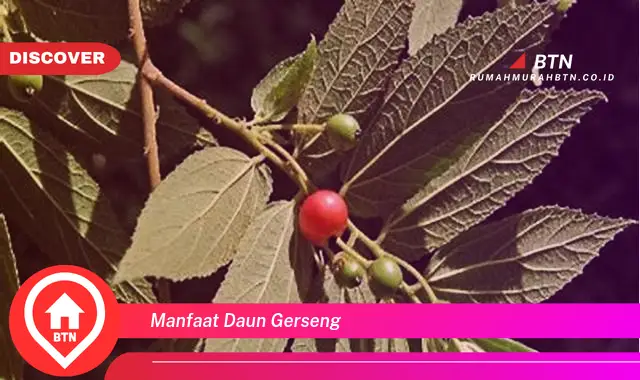 manfaat daun gerseng