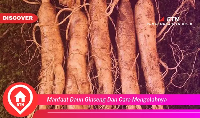 manfaat daun ginseng dan cara mengolahnya