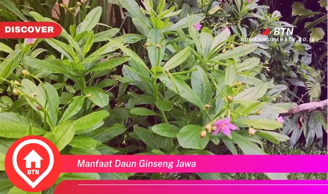 manfaat daun ginseng jawa