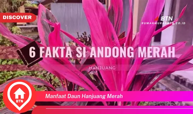 manfaat daun hanjuang merah