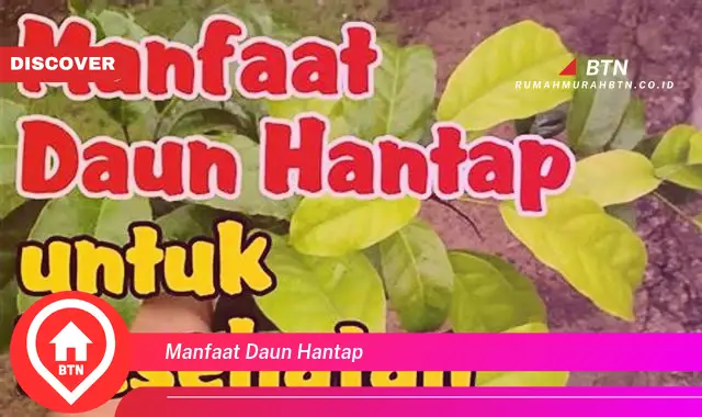 manfaat daun hantap