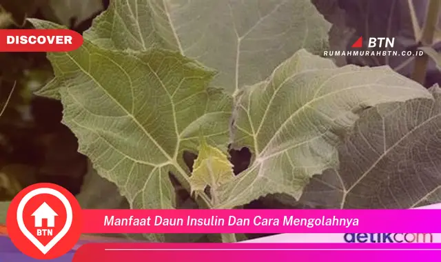 manfaat daun insulin dan cara mengolahnya