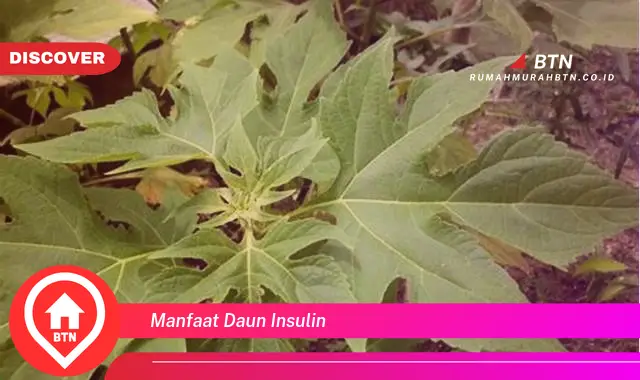 manfaat daun insulin