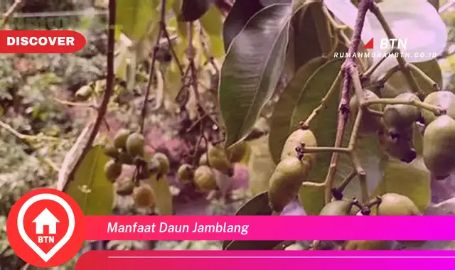 manfaat daun jamblang