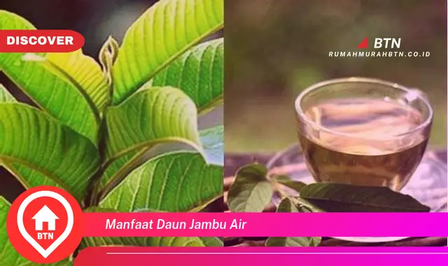 manfaat daun jambu air