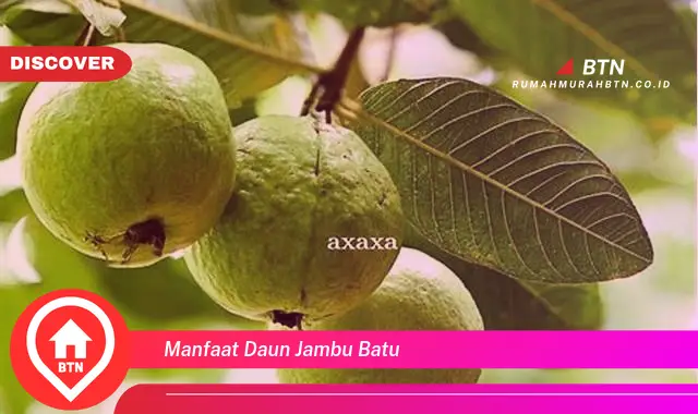 manfaat daun jambu batu