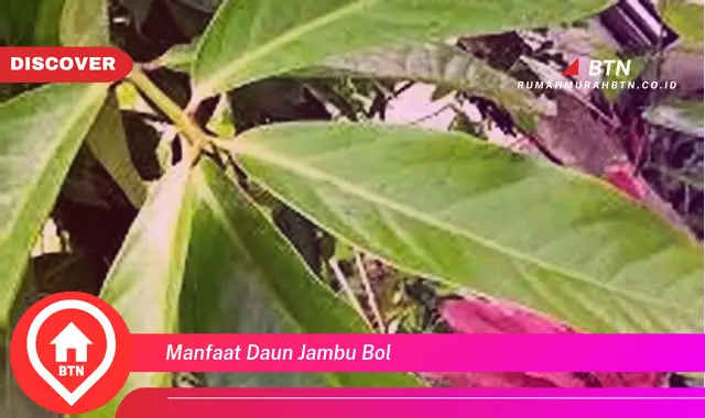 manfaat daun jambu bol