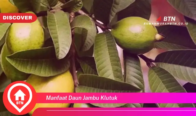 manfaat daun jambu klutuk