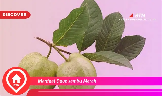 manfaat daun jambu merah