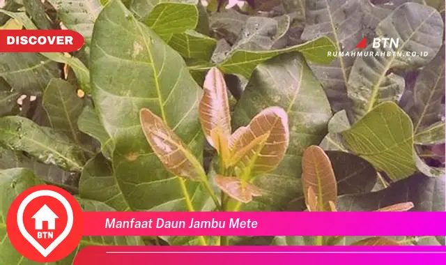 manfaat daun jambu mete