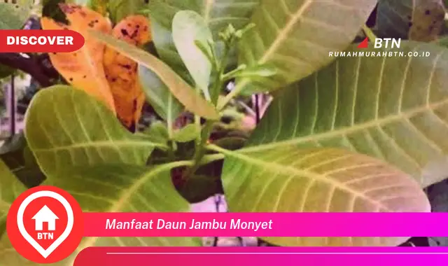 manfaat daun jambu monyet