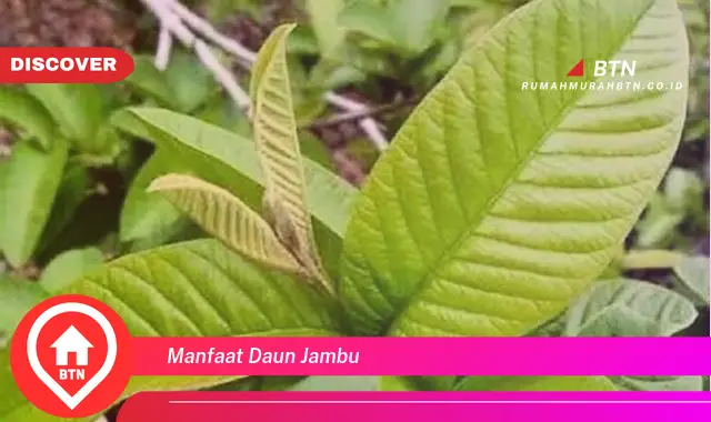 manfaat daun jambu