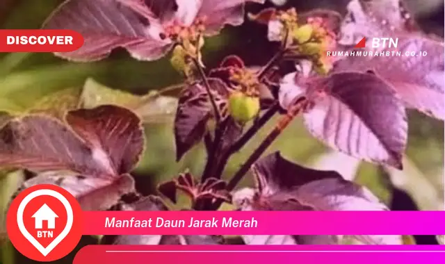 manfaat daun jarak merah