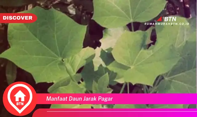 manfaat daun jarak pagar