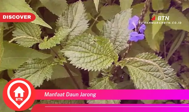 manfaat daun jarong