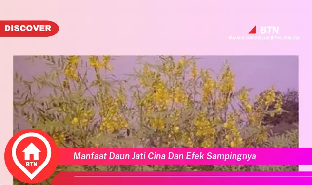 manfaat daun jati cina dan efek sampingnya