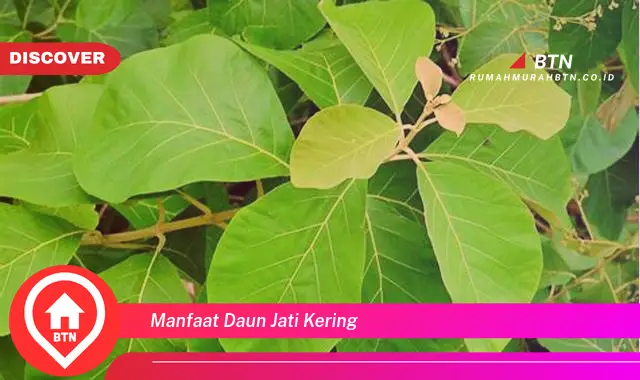 manfaat daun jati kering