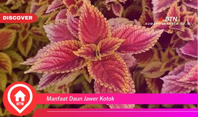 manfaat daun jawer kotok