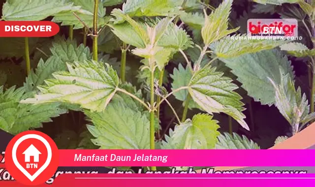 manfaat daun jelatang