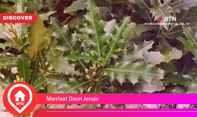 manfaat daun jeruju