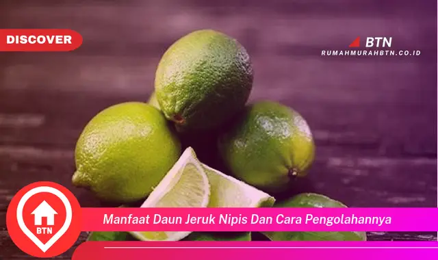 manfaat daun jeruk nipis dan cara pengolahannya