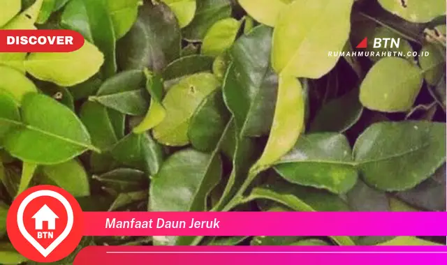 manfaat daun jeruk