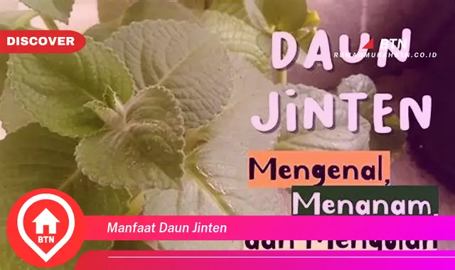 manfaat daun jinten