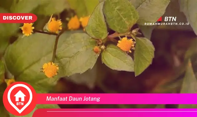 manfaat daun jotang