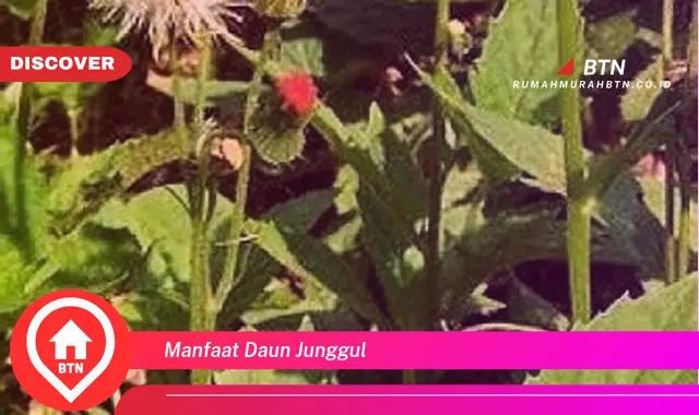 manfaat daun junggul